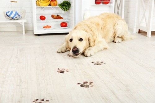 Best Pet-Friendly Flooring